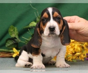 Great Dane Puppy for sale in CARROLLTON, TX, USA