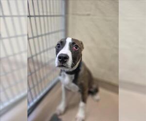 Boxer-Unknown Mix Dogs for adoption in Texas City, TX, USA