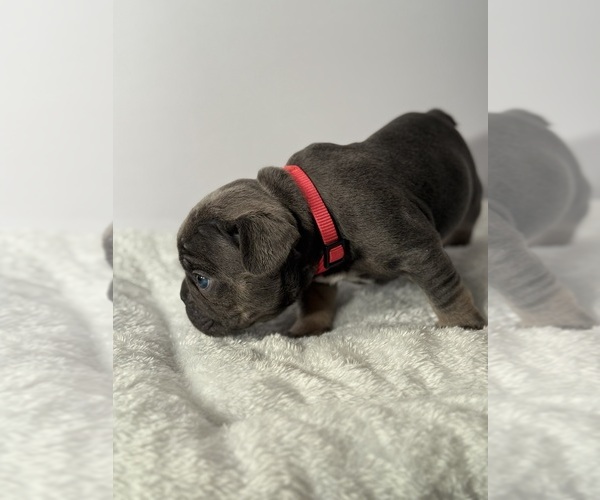 Medium Photo #3 French Bulldog Puppy For Sale in OLYMPIA, WA, USA