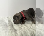 Small #1 French Bulldog