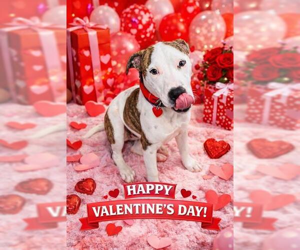 Medium Photo #2 Mutt Puppy For Sale in Globe, AZ, USA