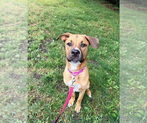 Nugget - Male Labrador Retriever-Rhodesian Ridgeback Mix Dog for Adoption - Photo #3