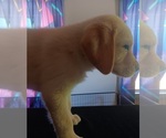 Small #24 Labrador Retriever