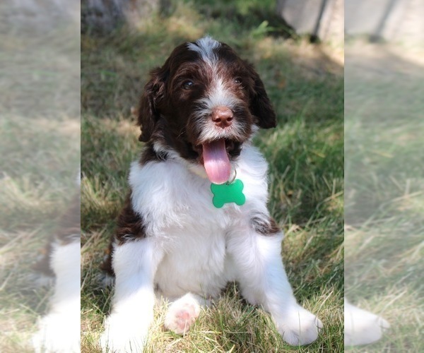Medium Photo #11 Goldendoodle Puppy For Sale in HOWARD CITY, MI, USA