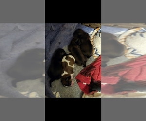 ShihPoo Litter for sale in MELROSE, LA, USA
