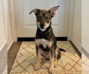 Ava - Female Siberian Husky-Unknown Mix Dog for Adoption - Photo #5