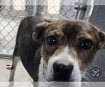Small #2 Beagle Mix