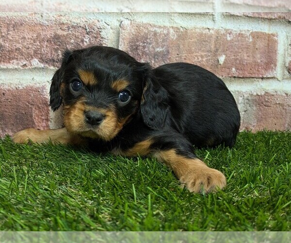 Medium Photo #5 Cavalier King Charles Spaniel Puppy For Sale in MOBERLY, MO, USA