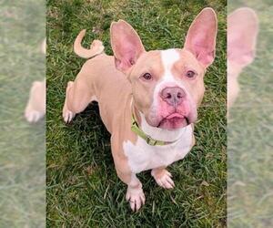 American Staffordshire Terrier-Unknown Mix Dogs for adoption in Akron, OH, USA