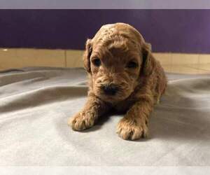 Poodle (Miniature) Puppy for sale in WACO, TX, USA