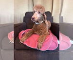 Small #3 Poodle (Standard)
