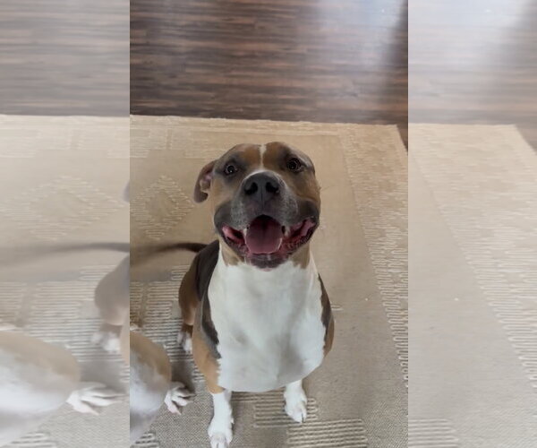 Medium Photo #1 Mutt Puppy For Sale in Fort Collins, CO, USA