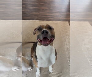 Mutt Dogs for adoption in Fort Collins, CO, USA