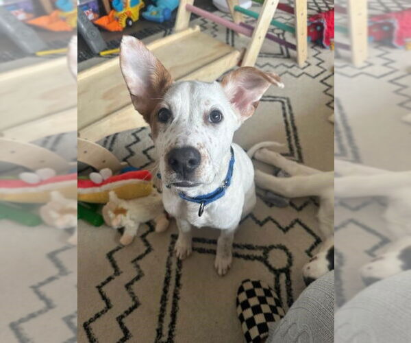 Medium Photo #4 Boxer-Unknown Mix Puppy For Sale in Plainfield, IL, USA