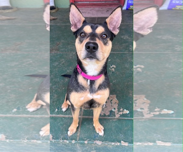Medium Photo #3 Australian Kelpie-Unknown Mix Puppy For Sale in Yuba City, CA, USA