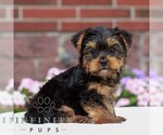 Small #2 Yorkshire Terrier