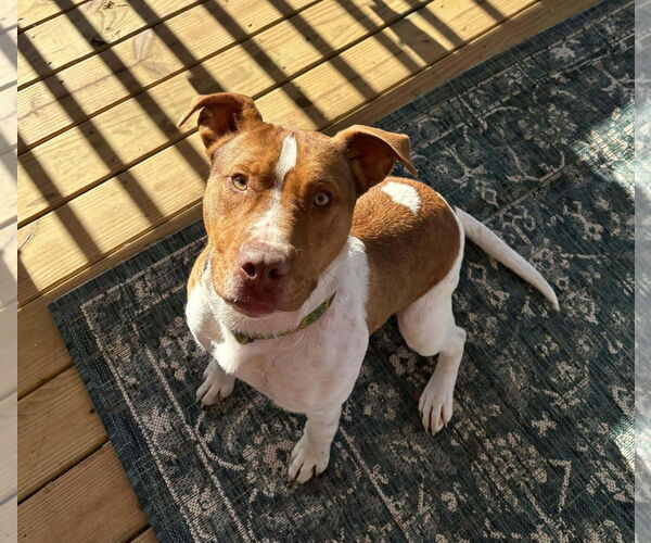 Medium Photo #1 Mutt Puppy For Sale in Hinton, WV, USA