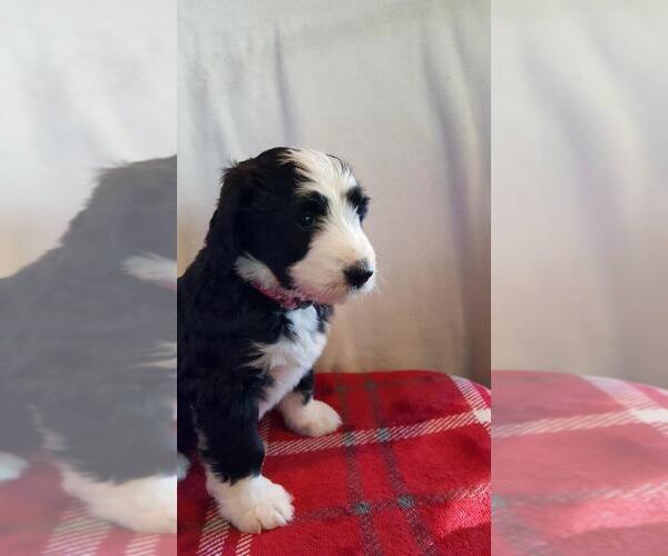 Medium Photo #4 Bernedoodle Puppy For Sale in SPRINGFIELD, IL, USA