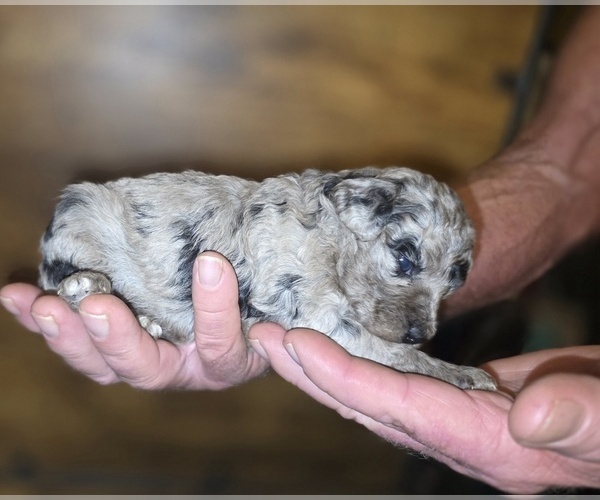 Medium Photo #12 Poodle (Toy) Puppy For Sale in DYERSBURG, TN, USA