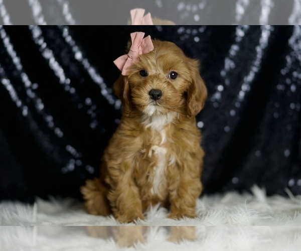 Medium Photo #2 Cavapoo Puppy For Sale in WARSAW, IN, USA