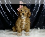 Small #1 Cavapoo