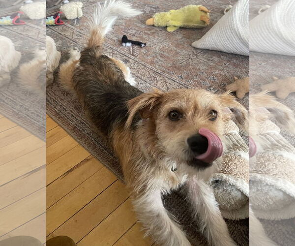 Medium Photo #2 Mutt Puppy For Sale in Brooklyn Center, MN, USA