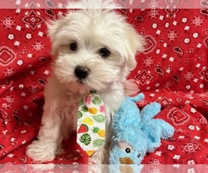 Maltese Puppy for sale in JONESTOWN, TX, USA