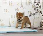 Small Photo #5 Shiba Inu Puppy For Sale in ROWLAND HEIGHTS, CA, USA