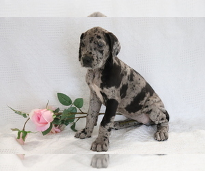 Great Dane Puppy for sale in SHILOH, OH, USA