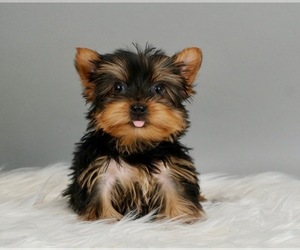 Medium Yorkshire Terrier