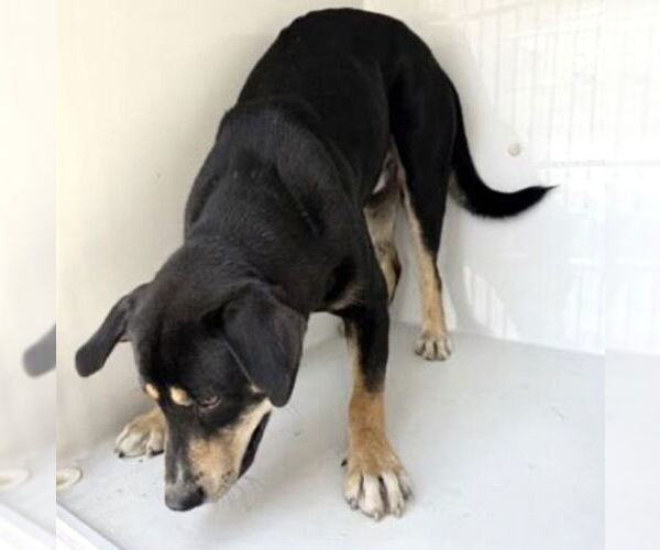 Medium Photo #1 Rottweiler-Unknown Mix Puppy For Sale in Houston, TX, USA