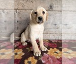 Litter of 4 - Male(s) and Female(s) Labrador RetrieverLitter of Puppies for Sale - Photo #7