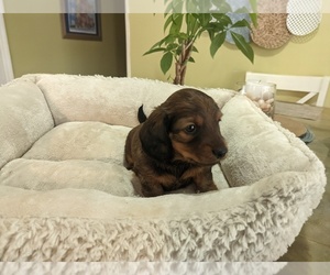 Dachshund Puppy for sale in GREENVILLE, SC, USA