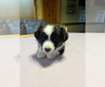 Puppy White Cardigan Welsh Corgi