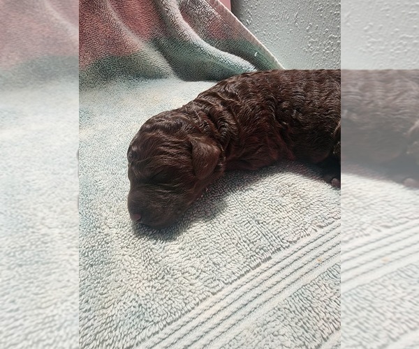 Medium Photo #24 Poodle (Standard) Puppy For Sale in CLAYTON, WA, USA