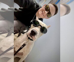 Travis - Male Argentinian Mastiff Dog for Adoption - Photo #2