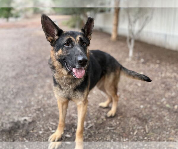Medium Photo #2 German Shepherd Dog Puppy For Sale in San Diego, CA, USA