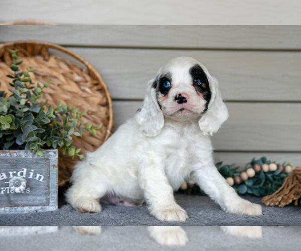 Medium Photo #4 Cocker Spaniel Puppy For Sale in SEAMAN, OH, USA