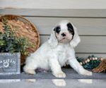 Small #3 Cocker Spaniel