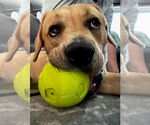 Small #7 Labrador Retriever Mix