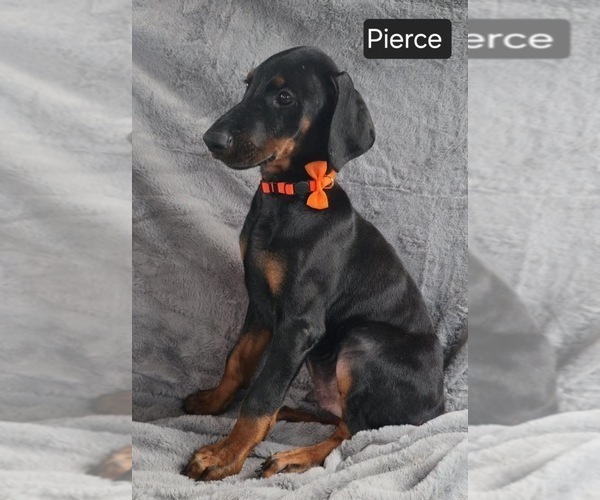 Medium Photo #3 Doberman Pinscher Puppy For Sale in POMEROY, OH, USA