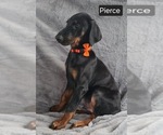 Small Photo #3 Doberman Pinscher Puppy For Sale in POMEROY, OH, USA