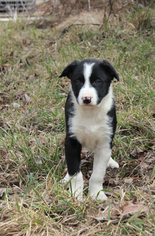 Border Collie Puppy for sale in MANSFIELD, MO, USA