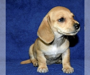 Dachshund Puppy for sale in DAYTON, TN, USA