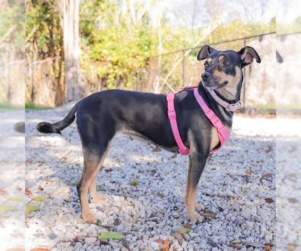 Medium Photo #1 Rat Terrier-Unknown Mix Puppy For Sale in Waco, TX, USA
