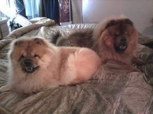 Mother of the Chow Chow puppies born on 04/01/2016
