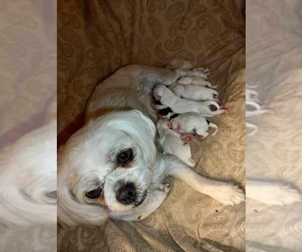 Medium Photo #8 Shih Tzu Puppy For Sale in FANNING SPGS, FL, USA