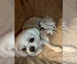 Small #7 Shih Tzu