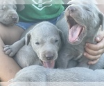 Small Photo #31 Weimaraner Puppy For Sale in WILLOWS, CA, USA
