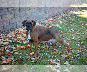 Mother of the Boxer puppies born on 09/21/2025